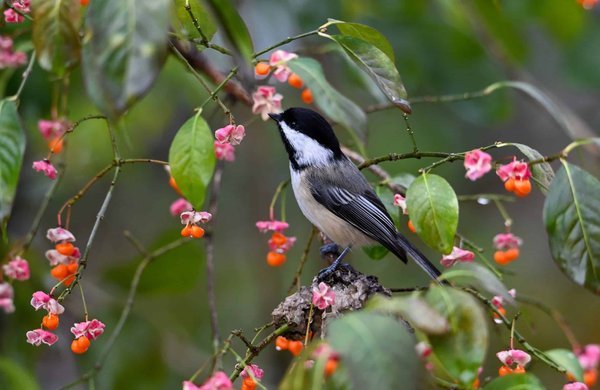 What Are the Environmental Benefits of the UK's Push Towards Electric Buses?