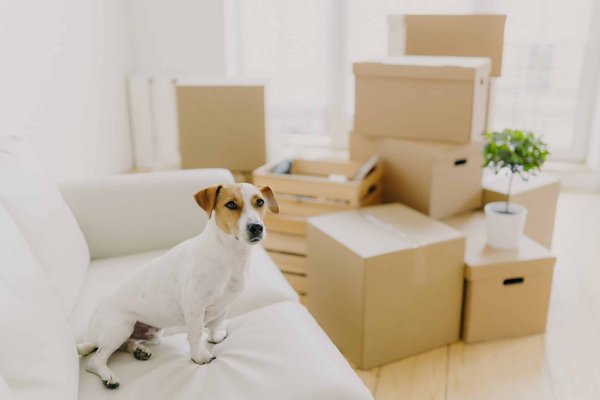 How to Set Up a Comfortable Recovery Space for a Dog After Surgery?